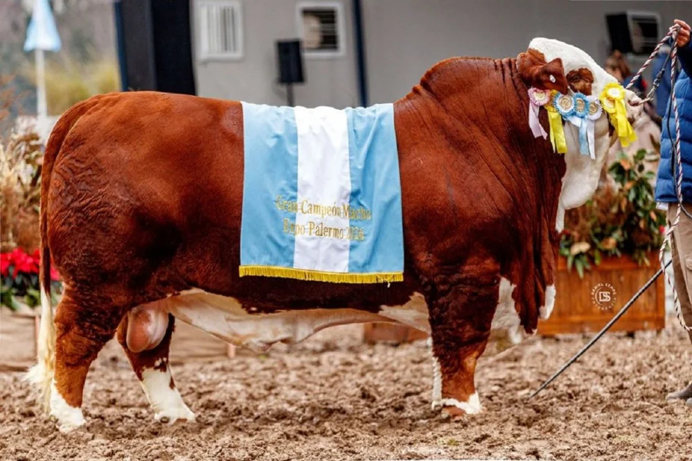7823_torero